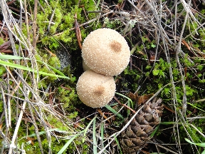 Funny pair of mushrooms